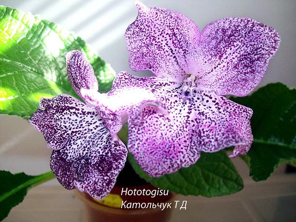  Hototogisu 