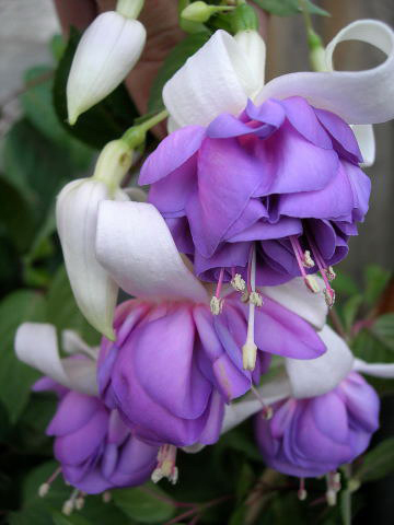 http://www.donnaflora.ru/photo/410/410-1048-79205.jpg
