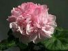 Пеларгония Rose of Amsterdam