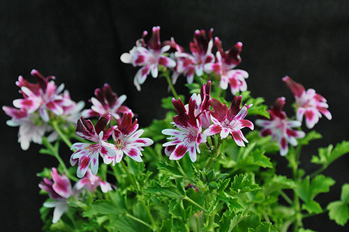  Berkswell Jester 