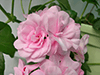 Пеларгония Starbright Rose