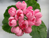 Пеларгония Pink Pandora