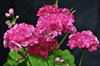 Пеларгония Brookside Rose