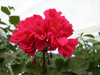 Пеларгония Rose Beauty