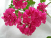 Пеларгония Cerise Carnation
