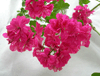  Cerise Carnation