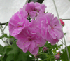 Пеларгония PAC Lilac Rose