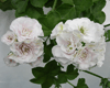 Пеларгония Ice Rose