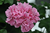 Пеларгония Pink Rosebud