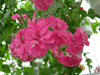 Пеларгония Pink Carnation