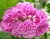 Пеларгония PAC Lilac