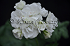  Gardenia