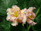 Sunkissed Rose