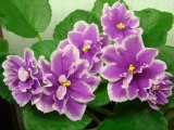 ЛЕ-Фуксиевая Балерина