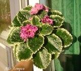 ЛЕ-Астрея