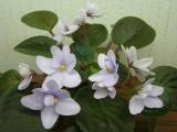 Allegro Chicory Charm