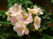 Rob's Antique Rose