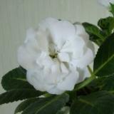 Silvana White