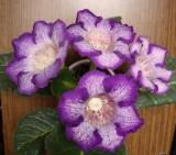 Tigrina Blue