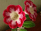 Tigrina Red