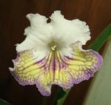 Ambra
