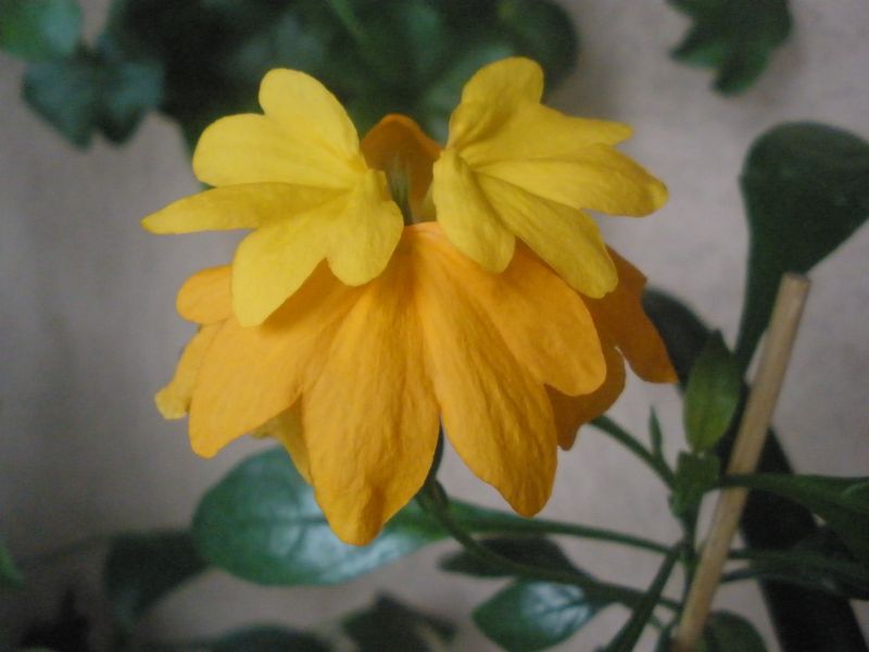   Crossandra Tropic Yellow Splash 