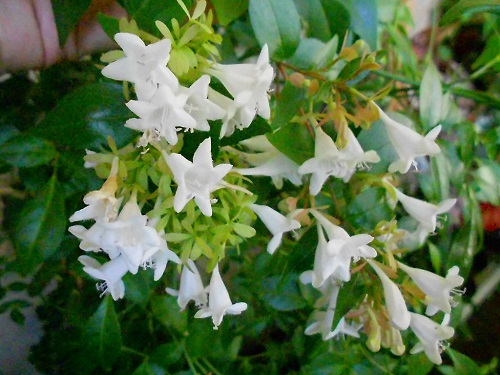   Abelia grandiflora 