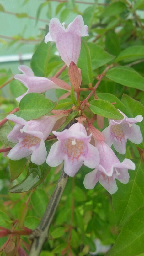    Abelia grandiflora Edward Goutcher 