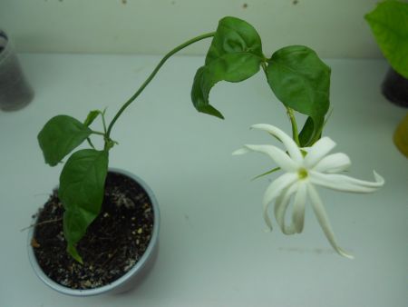  Jasminum Adenophyllum 