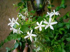   Jasminum fluminense Brasilianischer Jasmin 