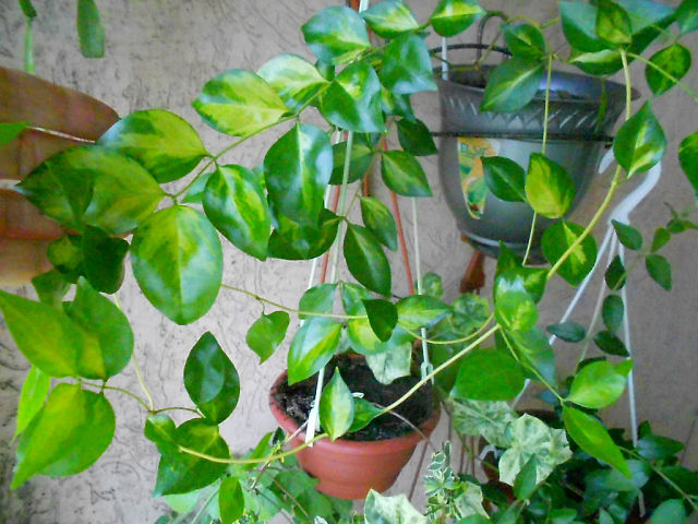   Jasminum simplicifolium subsp. australiense Variegata 