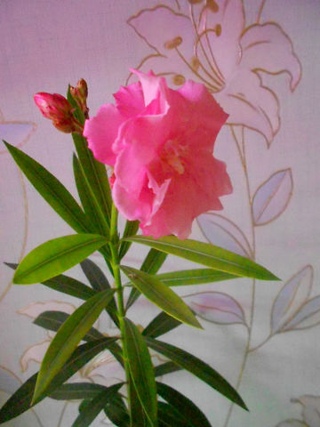  Oleander Geant Des Batailles 