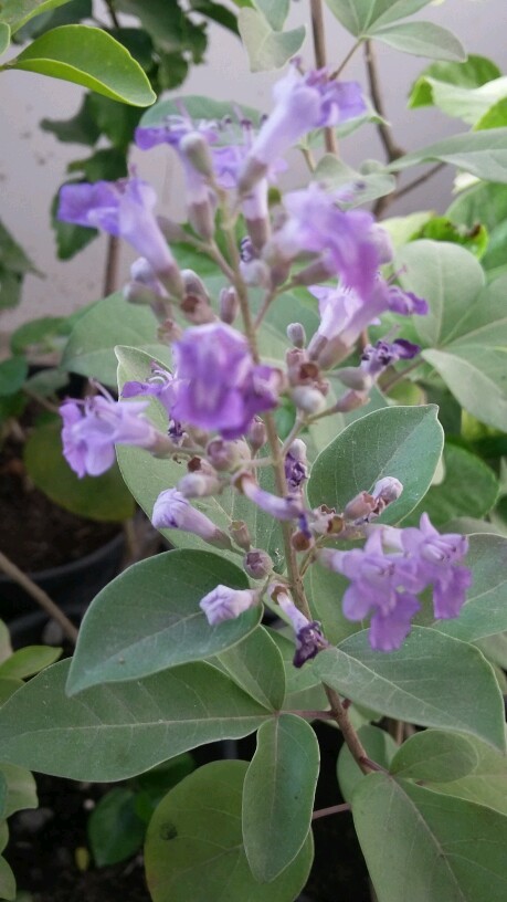   Vitex trifolia 