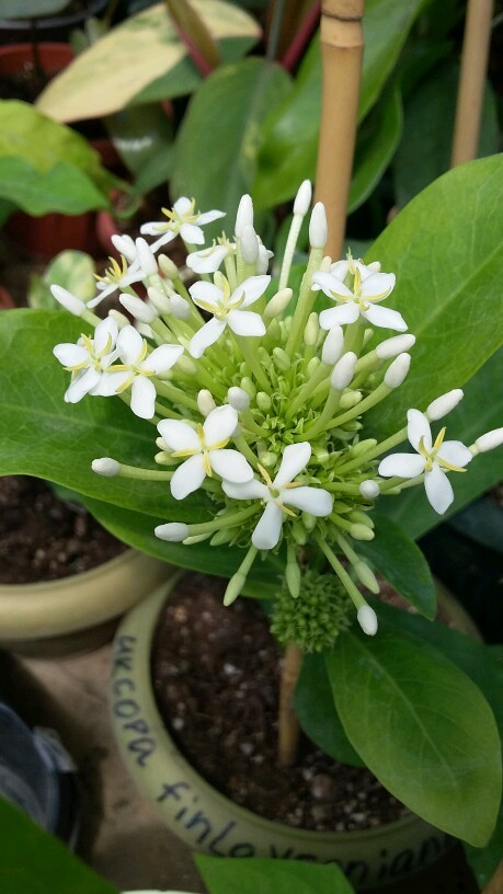   Ixora finlaysoniana 