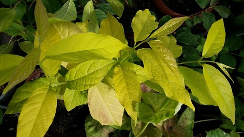   Quisqualis_indica Yellow Leaf 