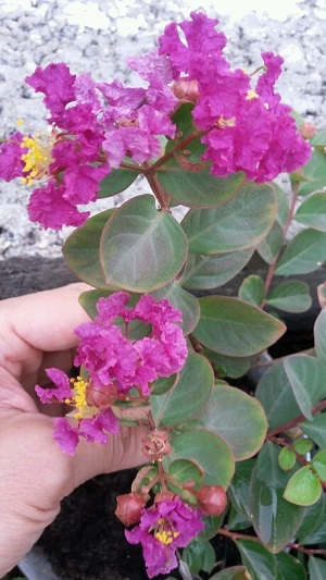   Lagerstroemia Super Violacea 