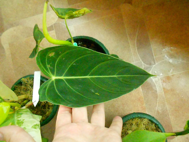    sp. (long leaf)= longifolia 