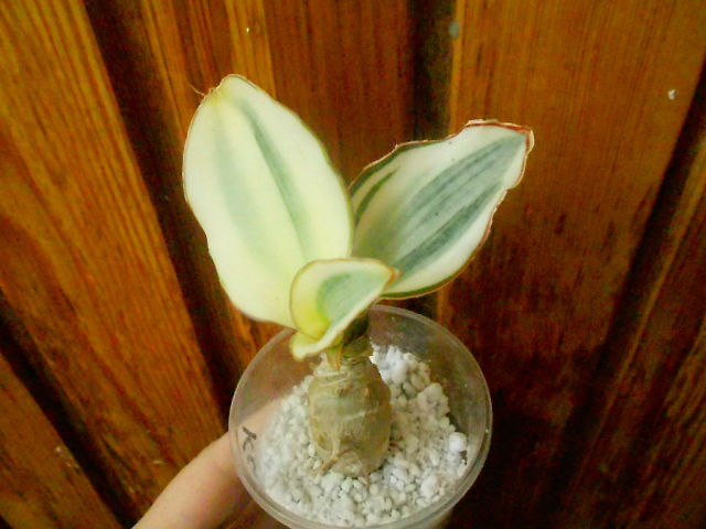  Masoniana white variegata 2 
