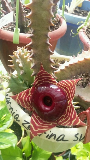  Huernia zebrina subsp. magniflora 