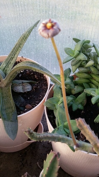  Stapelia erectiflora 