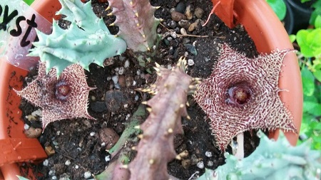  Huernia hystrix 