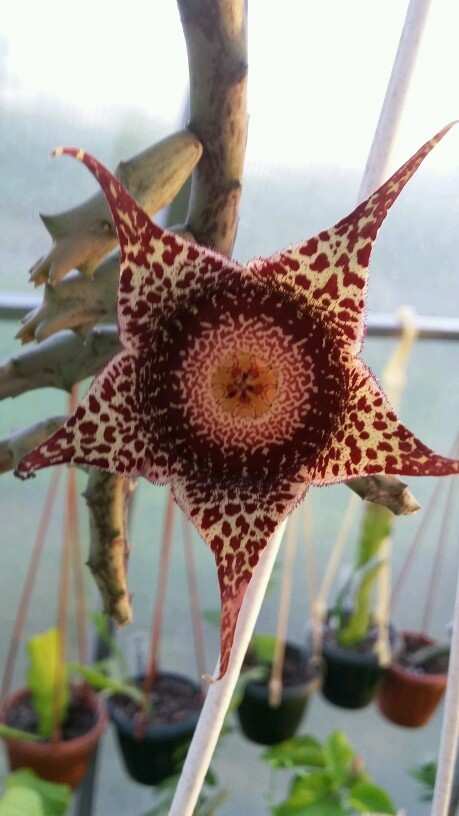  Orbea hardyi 