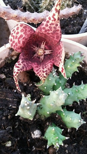  Orbea variegata X Tavaresia grandiflora 