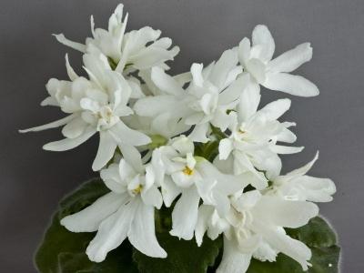  Lunar Lily White 