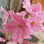 Фиалка Buckeye Inspiration Pink