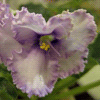 Фиалка Cristal Plum