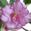 Фиалка Fredette's Risen Star