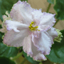 Фиалка Aly's Crinolines