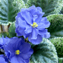 Фиалка Buckeye Scrumptious