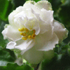 Фиалка Spring Rose